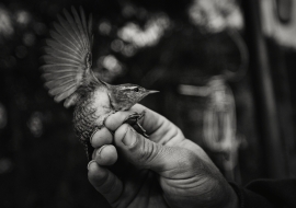 ColJamanBW_FP17_07