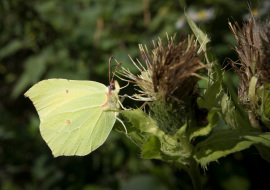 Lepidoptere, Butterfly, Insects, Switzerland