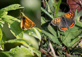 Lepidoptere, Butterfly, Insects, Switzerland