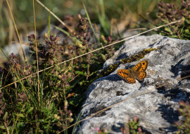 Lepidoptere, Butterfly, Insects, Switzerland