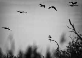 Birds, Wildlife, Black&White