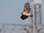 Fall Migrations Hawkwatch
