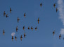 Martinets Noirs_Common Swifts