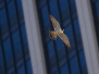 Peregrine Falcons NYC