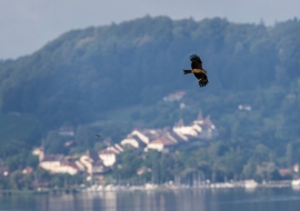 Birds, Wildlife, Switzerland