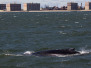 WhalesWatch_NYC